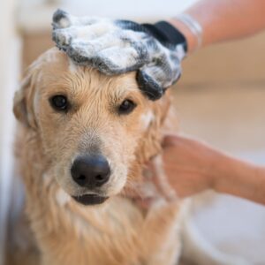 dog getting a bath