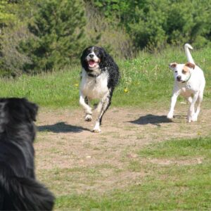 two dogs running off-leash