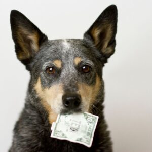 Pet restrictions and additional costs