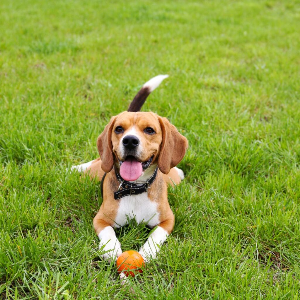 dog outside