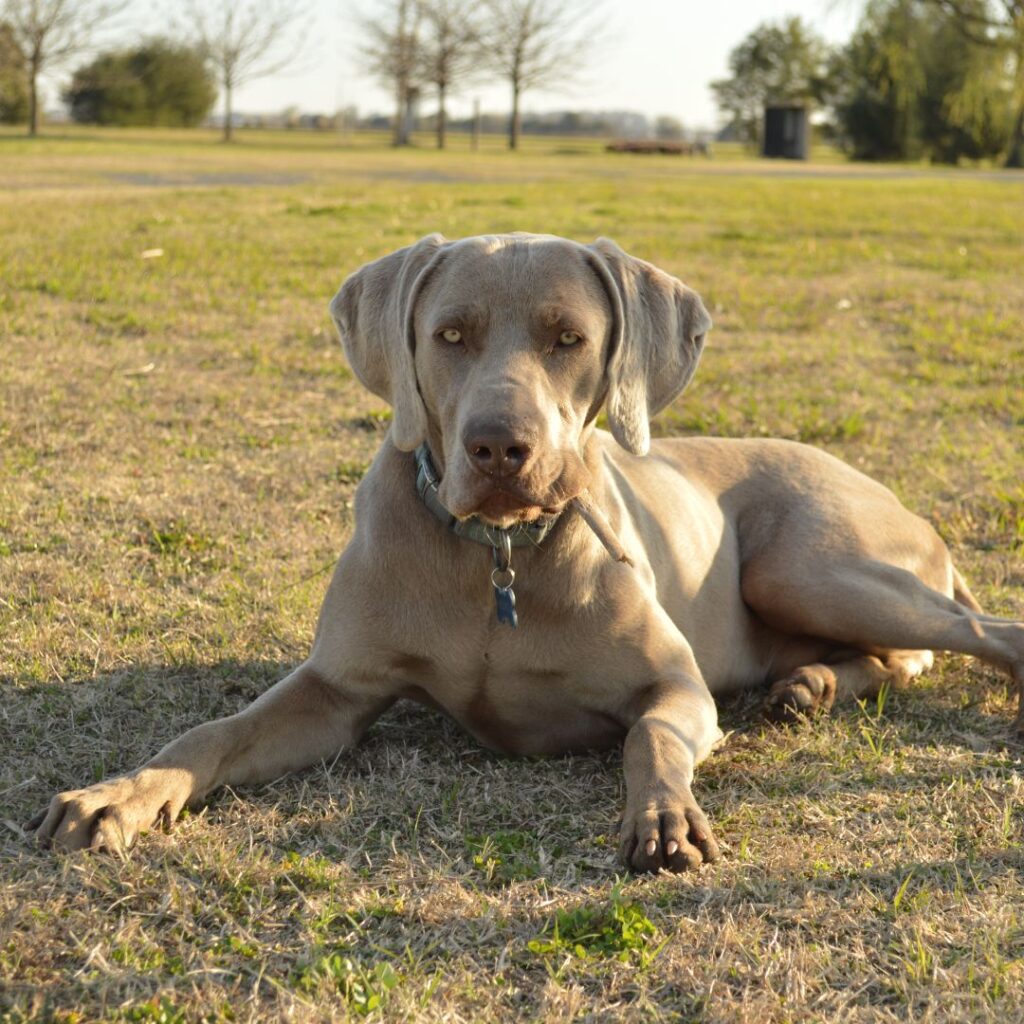 large dog