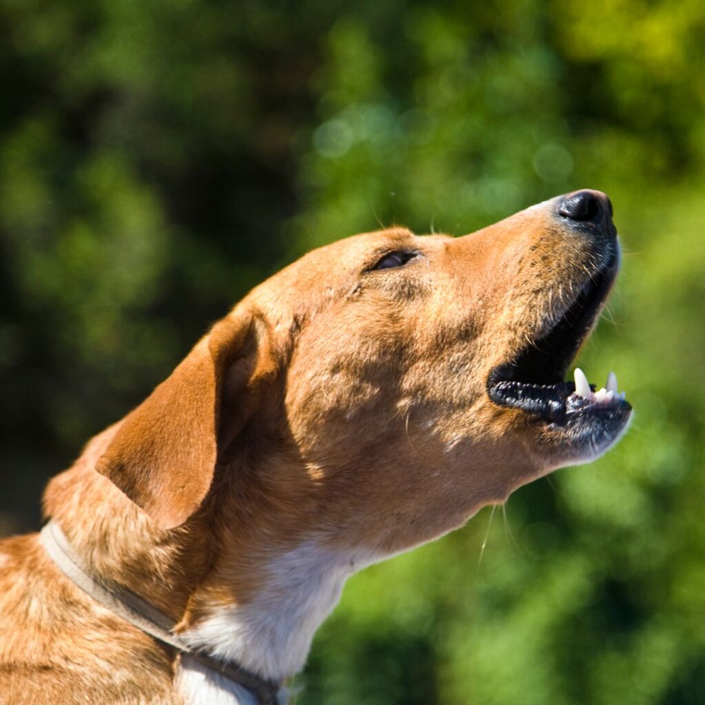 dog barking