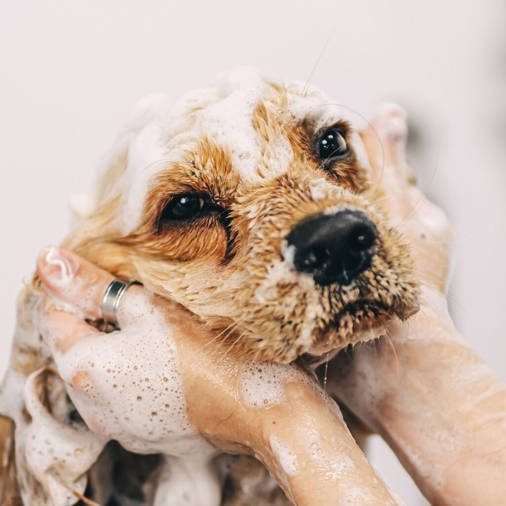 dog getting a bath