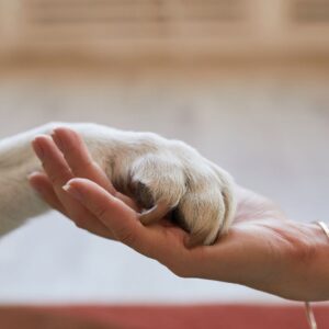 holding hands with dog