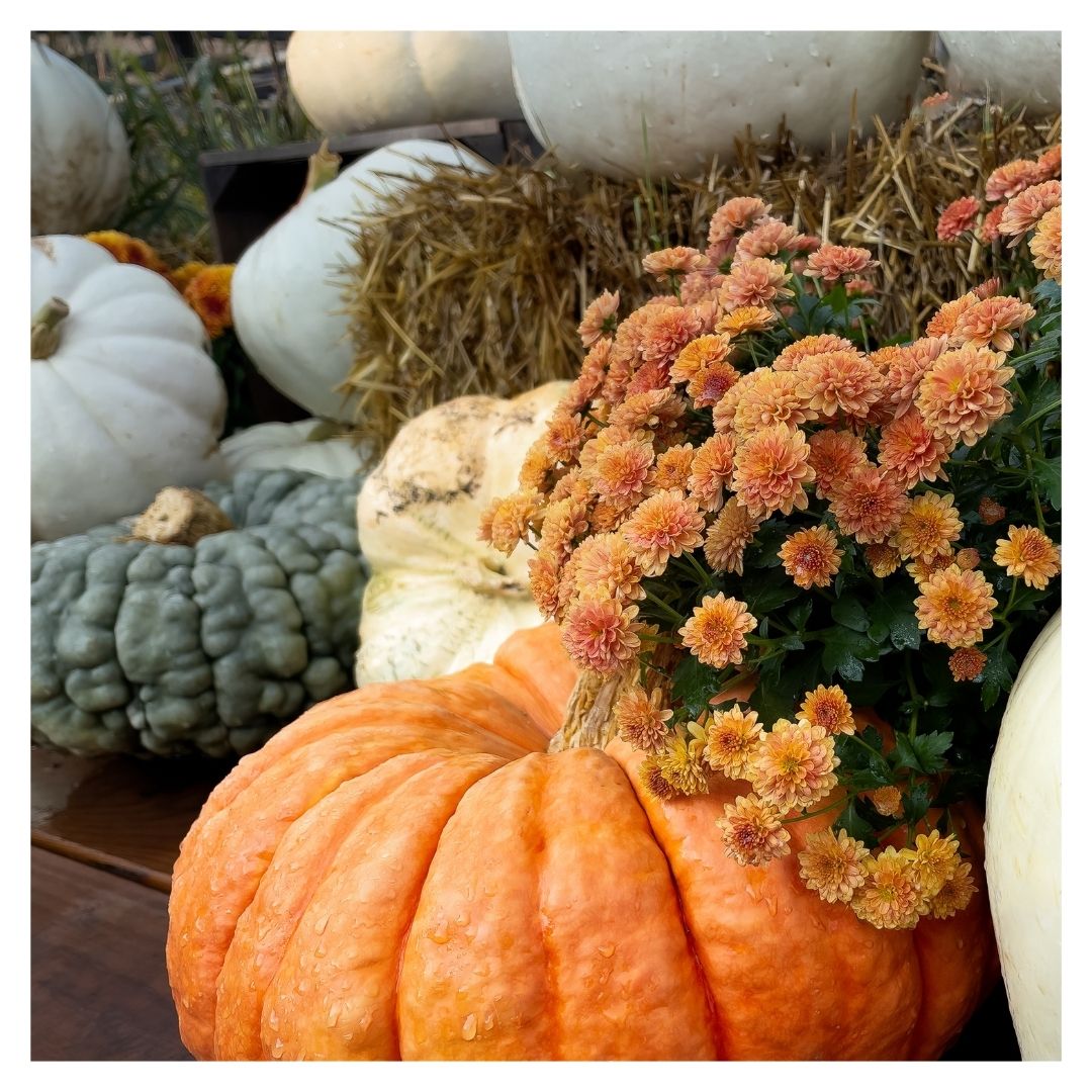 pumpkins and mums on balcony