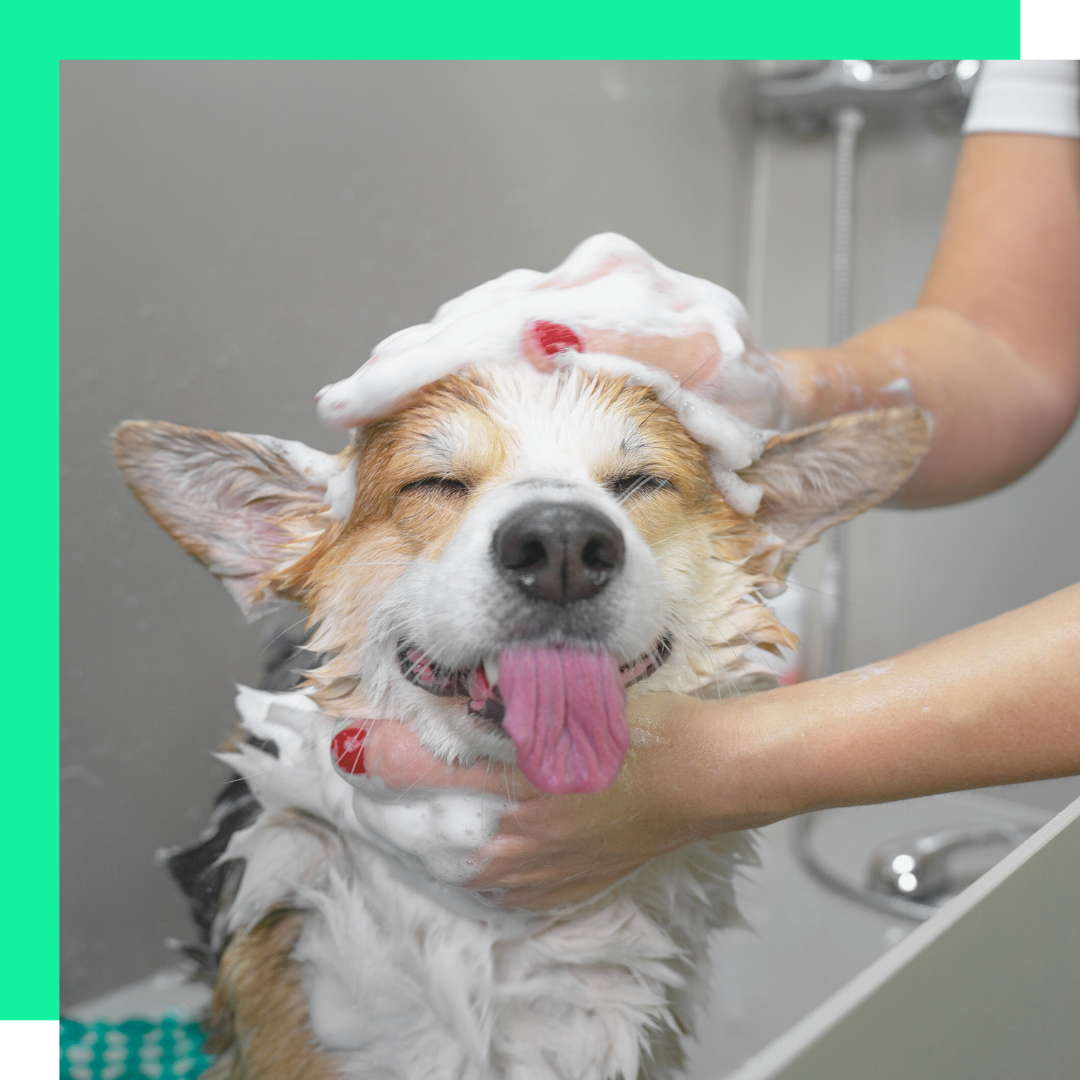dog washing station