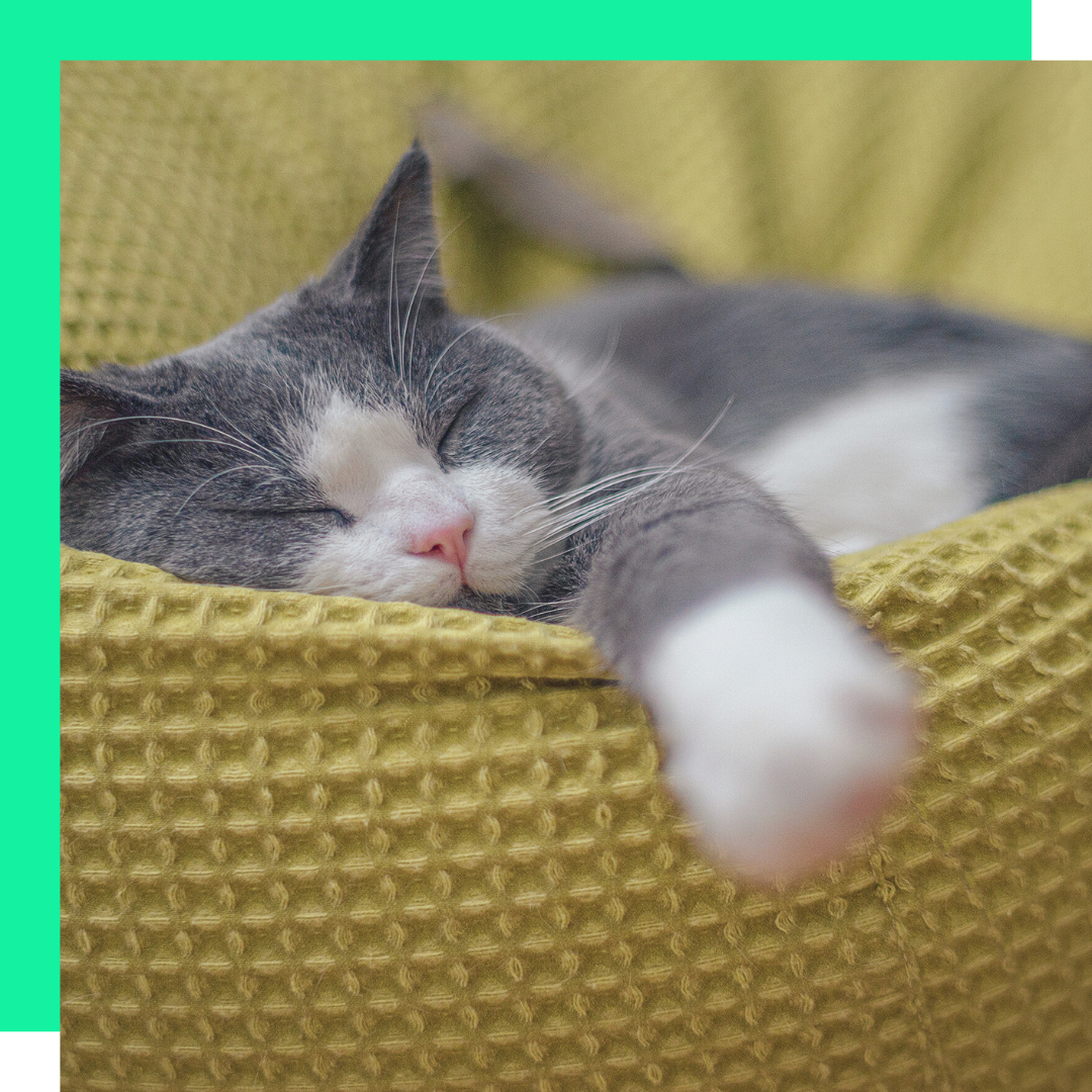 cat sleeping on couch