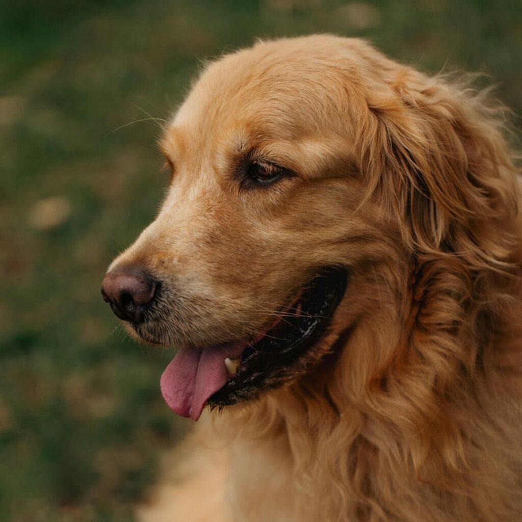golden retriever