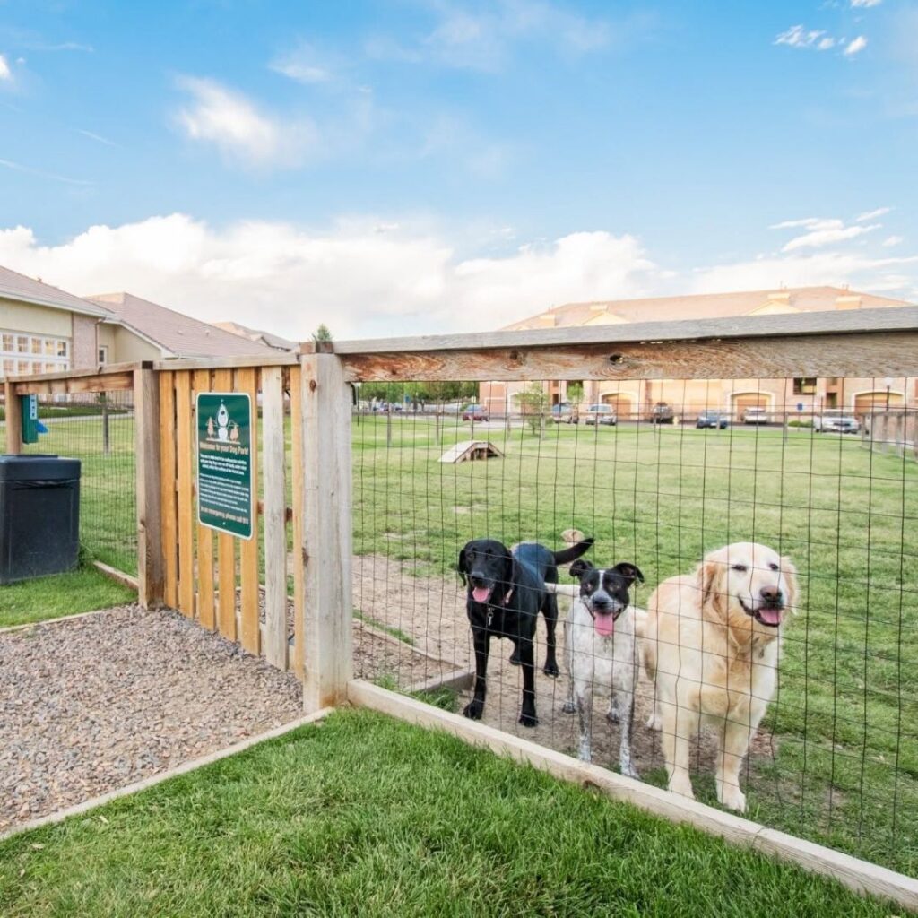 dogs in a dog park