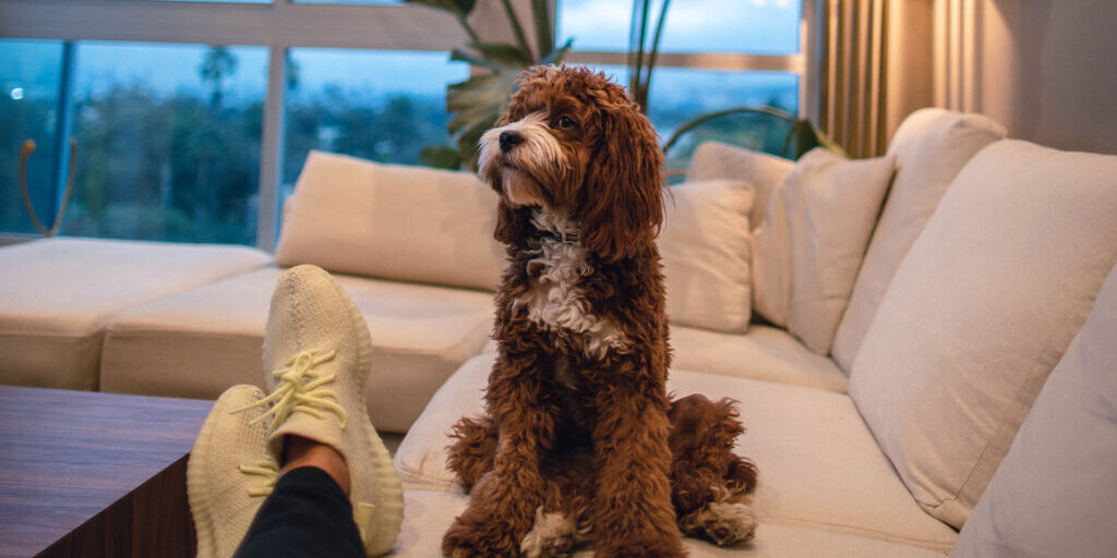 furry dog sitting on a couch